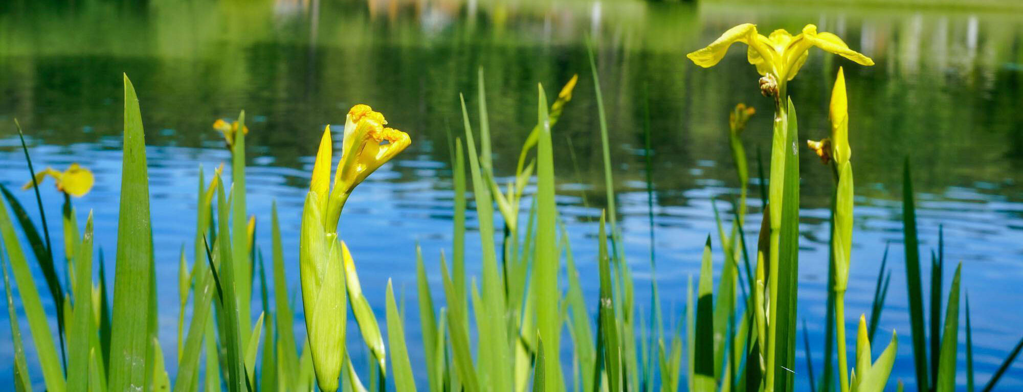 L'étang ecolodge dordogne