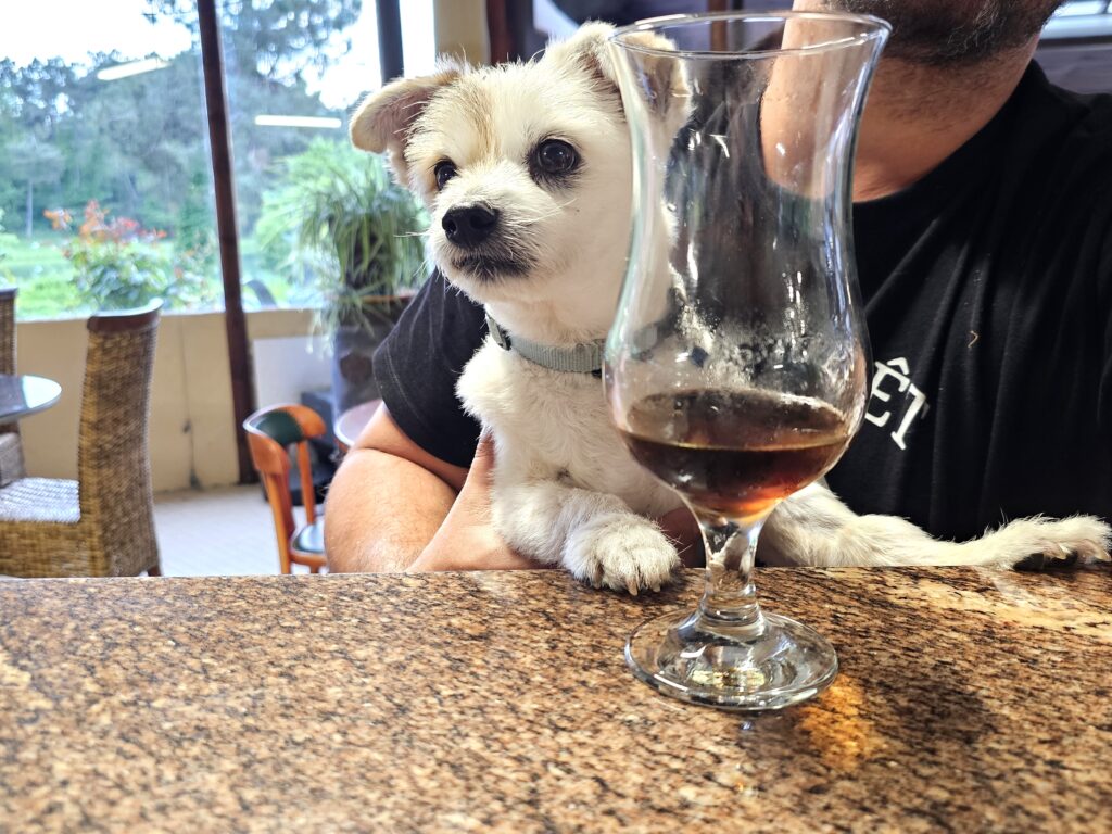 Chez Gaia, même l’heure de l’apéritif se partage en famille 🐾 chien accepte au bar camping Dordogne Gaia Ecolodge