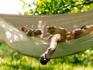 camping chien accepté Dordogne camping chien accepté Dordogne