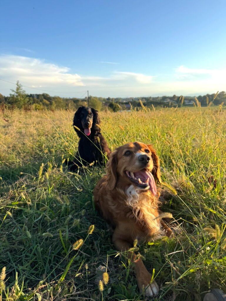 vacances chien dordogne gaia