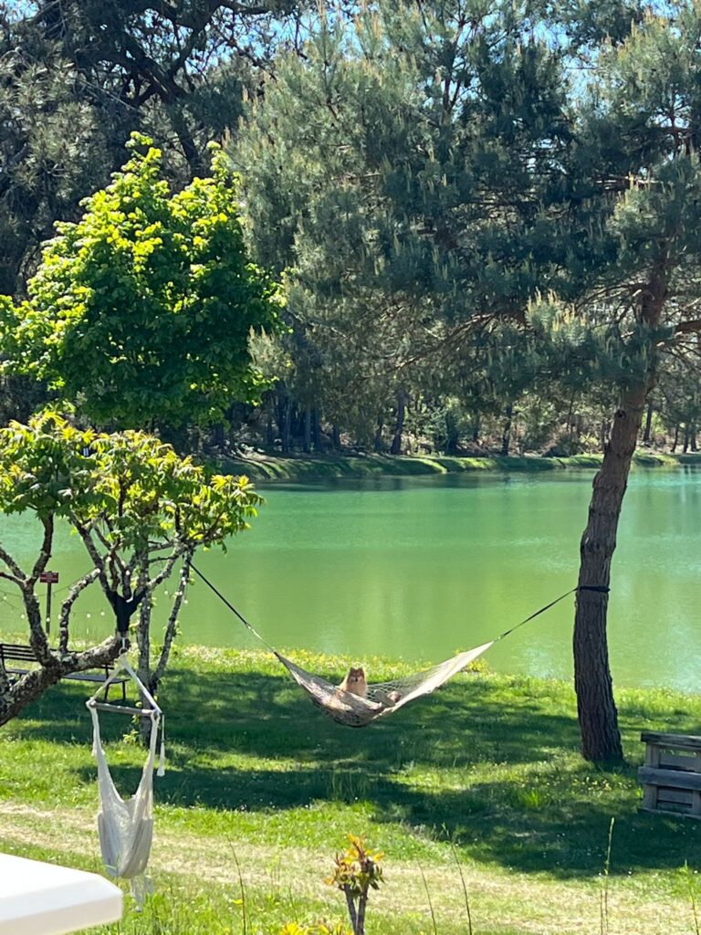 Même les chiens ont droit à leur moment de farniente au bord de l'étang