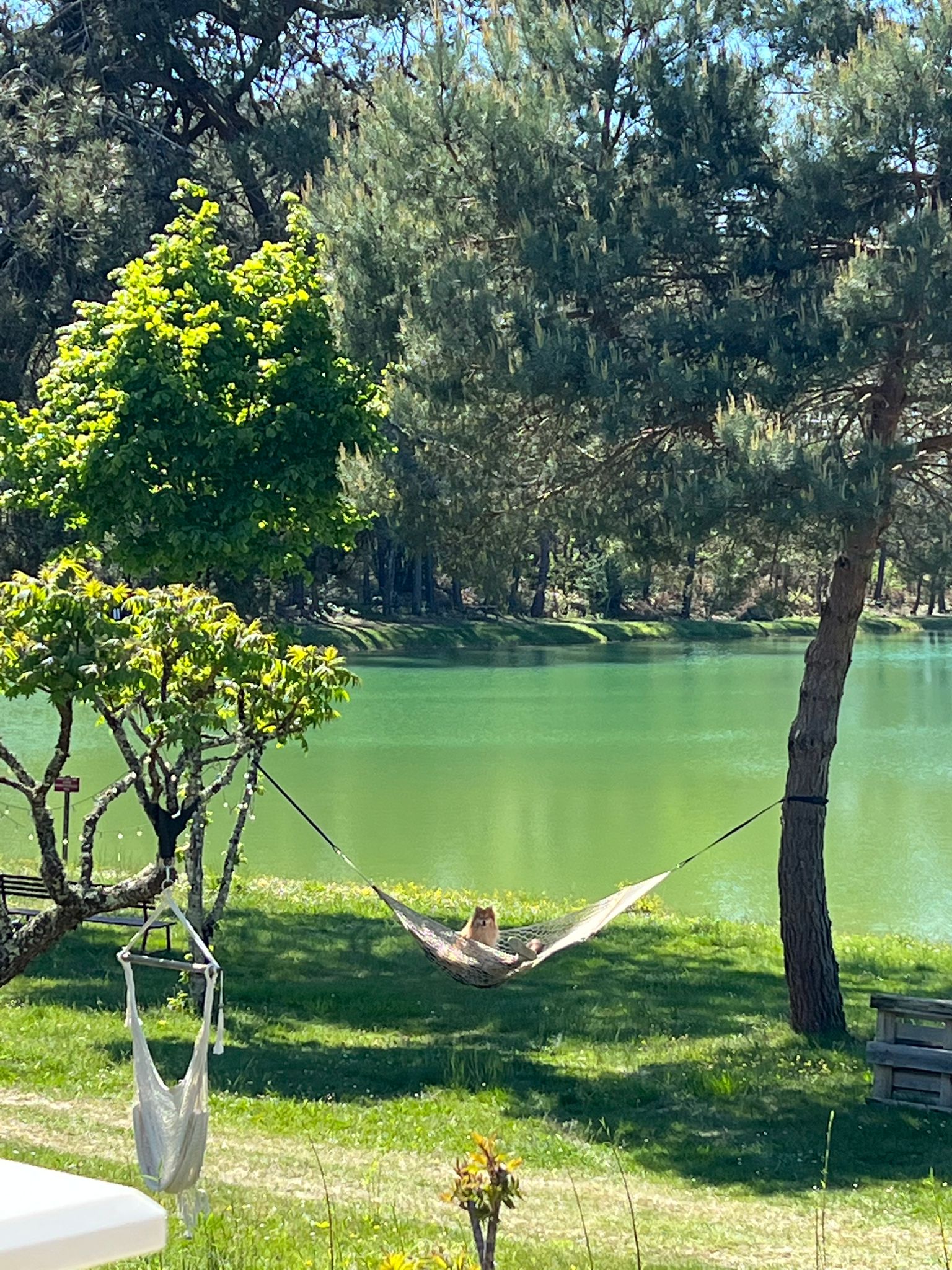 Même les chiens ont droit à leur moment de farniente au bord de l'étang
