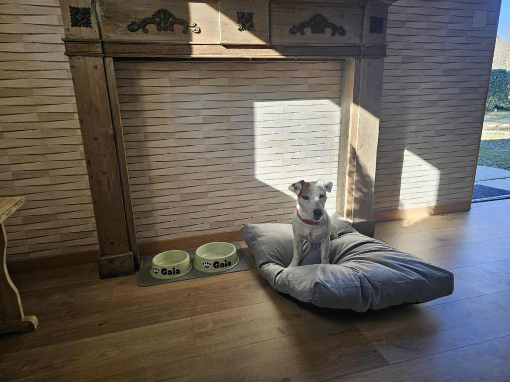 Un accueil sur mesure pour Gaia dans notre hébergement dog friendly