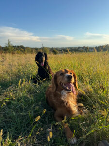 ballade nature pour les chiens ballade nature pour les chiens
